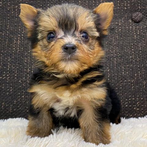 ヨークシャーテリア