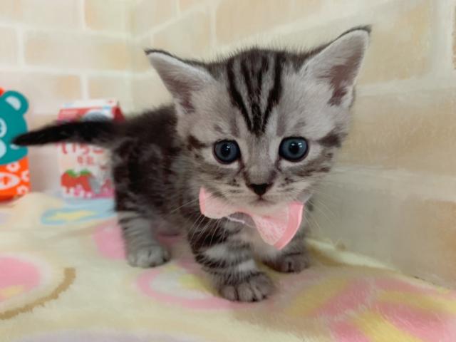 マンチカン短足