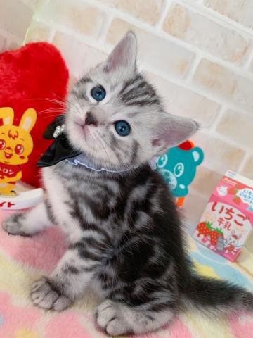 マンチカン長足