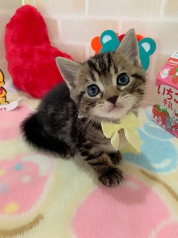 マンチカン長足