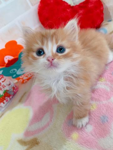 ミヌエット（旧ナポレオン）中足