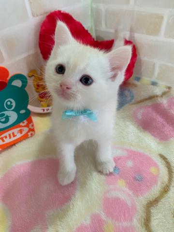 ミヌエット(旧ナポレオン)長足