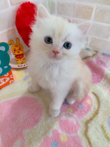 ミヌエット（旧ナポレオン）長足