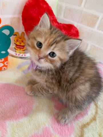 ミヌエット（旧ナポレオン）長足