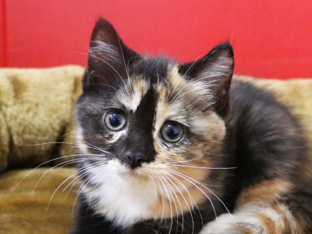 スコティッシュフォールド