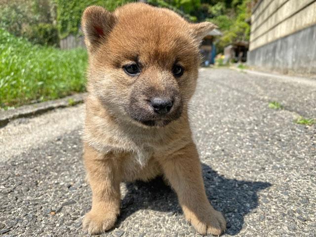 柴犬
