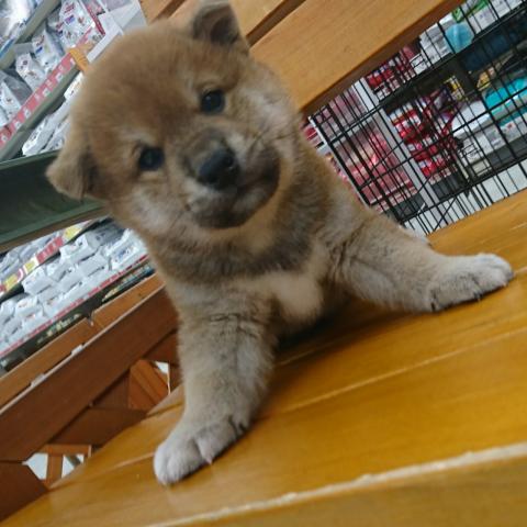 柴犬