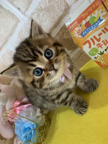 スコティッシュフォールド立ち耳