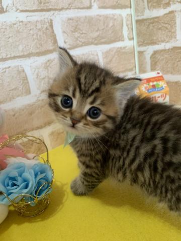 スコティッシュフォールド立ち耳