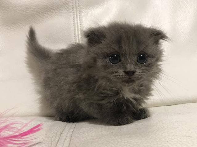 スコティッシュフォールド値下げしました♡出張見学お届けサービス実施中⭐︎