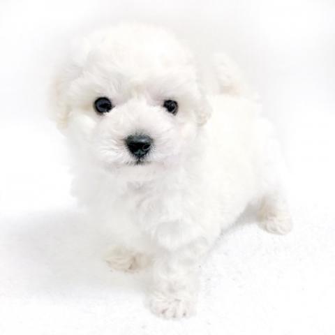 ビションフリーゼ