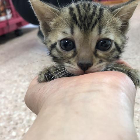 ベンガル