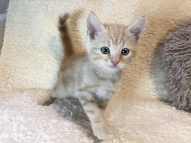 マンチカン♡足長ちゃん