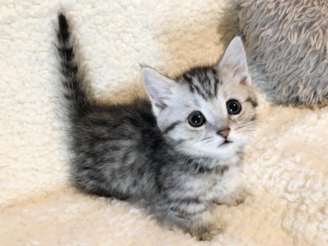 マンチカン♡短足ちゃん