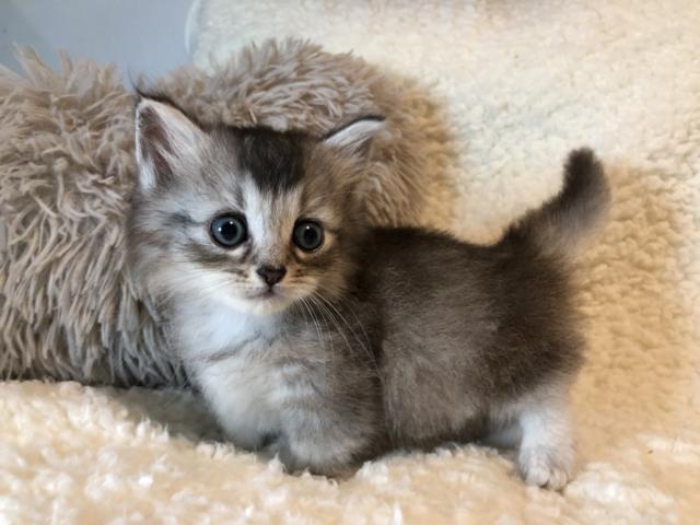 マンチカン♡短足ちゃん