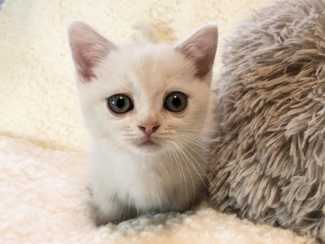 マンチカン♡短足ちゃん