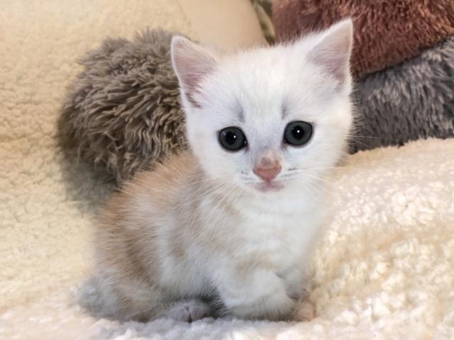 マンチカン♡短足ちゃん