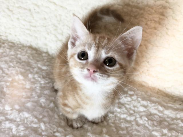 マンチカン♡短足ちゃん