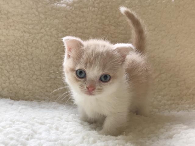 マンチカン♡短足ちゃん