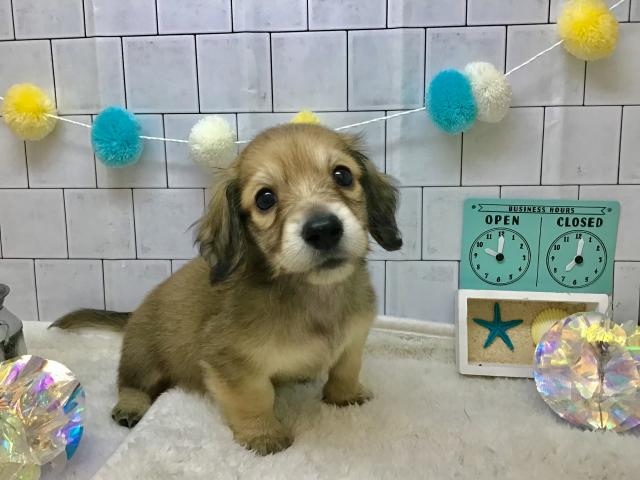 ミニチュアダックスフンド