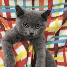 ブリティッシュショートヘア
