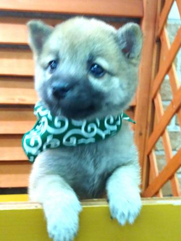 柴犬