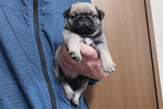 パグ
