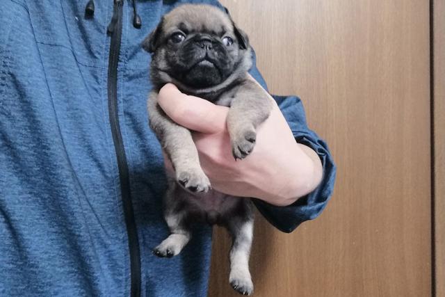パグ