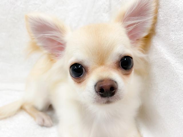 チワワ（ロングコート）