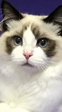 cattery Tommy Anjel