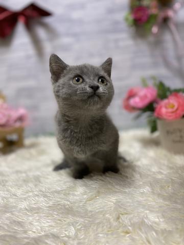 ブリティッシュショートヘア