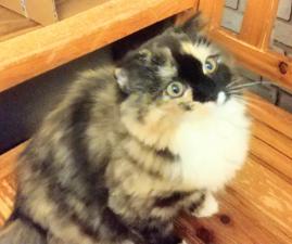 スコティッシュフォールドトーティーシェル & ホワイト ロングヘアー☆三毛猫にゃー▪彡動画見てにゃ~~ すべてのタレント撮影が終了のため お値下げしました。ご家族募集中!!