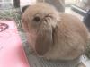 ロップイヤーラビット