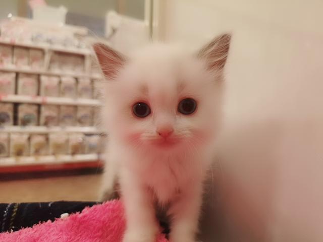 MIX（雑種）