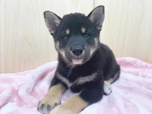 柴犬