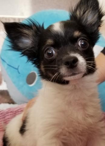 チワワ（ロングコート）