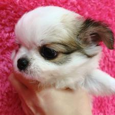 チワワ(ロングコート)愛嬌たっぷり❣️コロコロチワワちゃん🐶❤️ 大阪府泉大津市