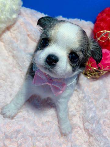 チワワ(ロングコート)