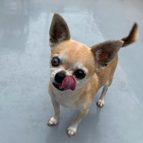 ストーリー 千葉県 子犬や子猫たちのペット販売情報が満載 ペットステーション