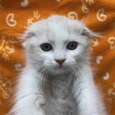 スコティッシュフォールド