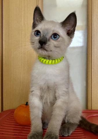 ロシアンブルー