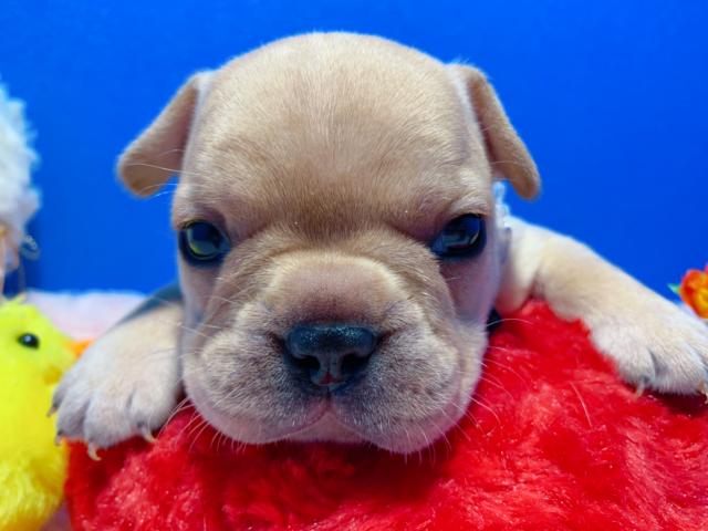 フレンチブルドッグ