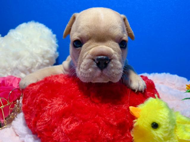 フレンチブルドッグ