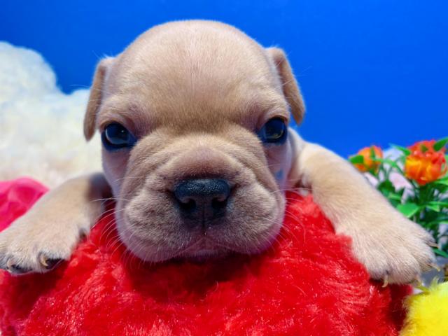 フレンチブルドッグ