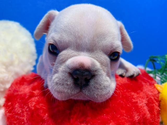 フレンチブルドッグ