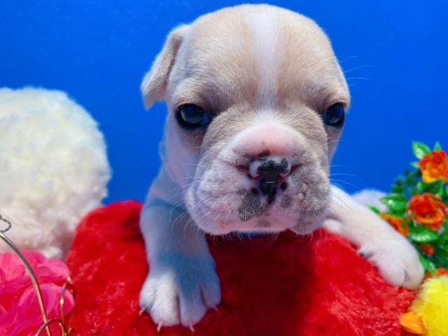 フレンチブルドッグ