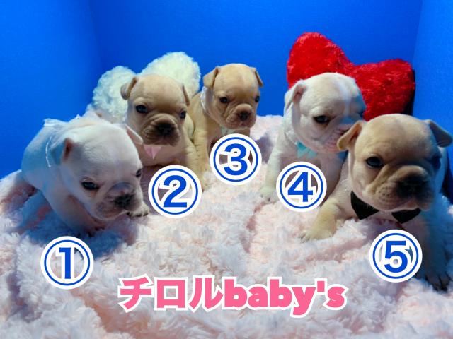 フレンチブルドッグ5匹兄弟
