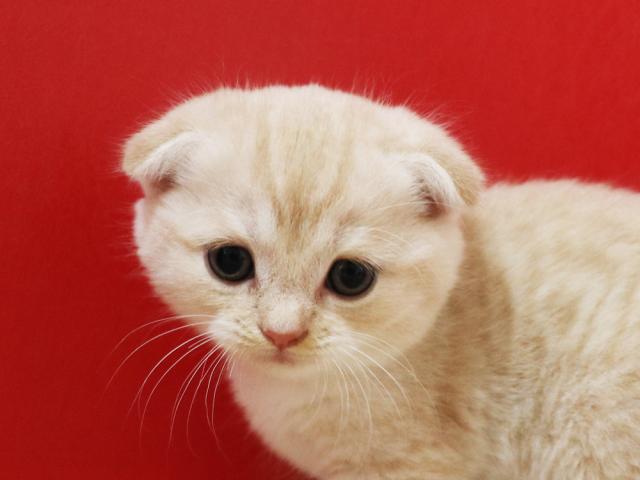 スコティッシュフォールド