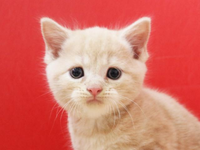 スコティッシュフォールド