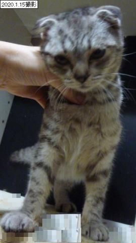 スコティッシュフォールド